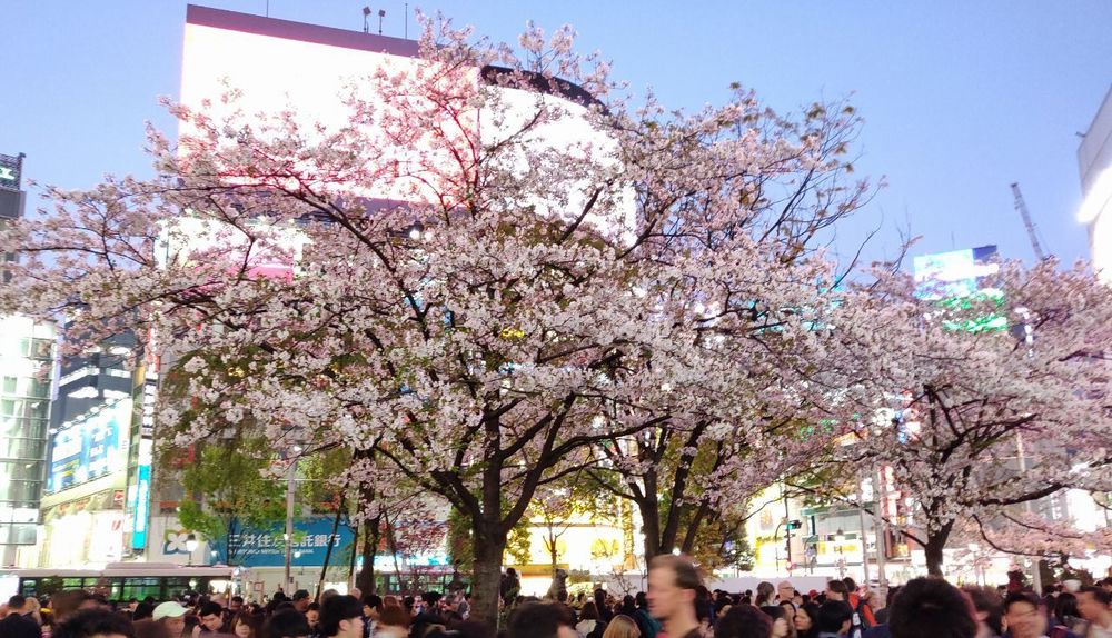 Shibuya hanami Shibuya hanami